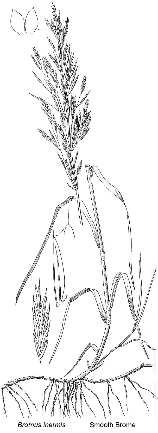 from Vascular Plants of the Pacific Northwest
