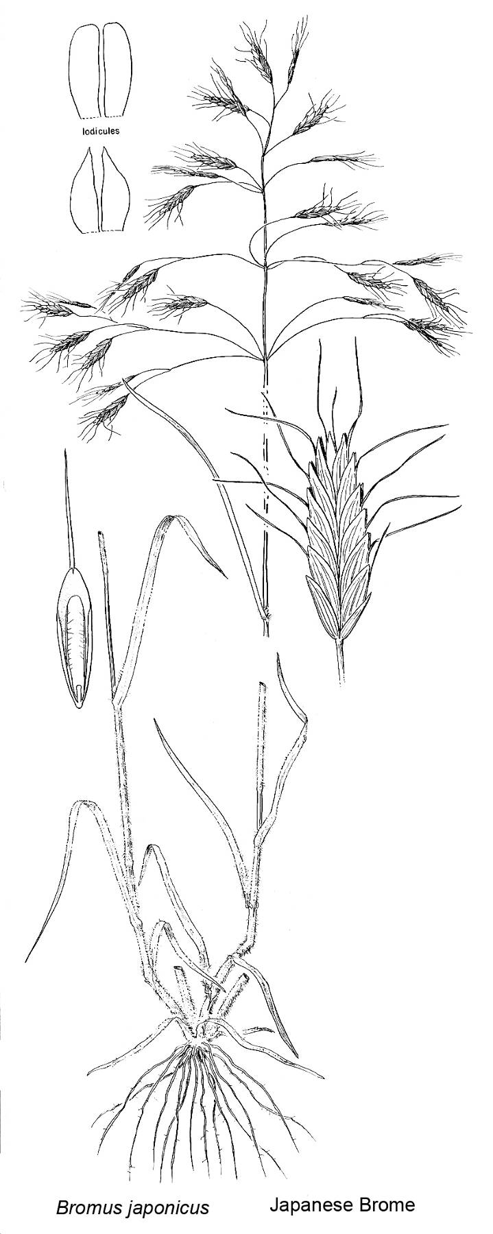 from Vascular Plants of the Pacific Northwest