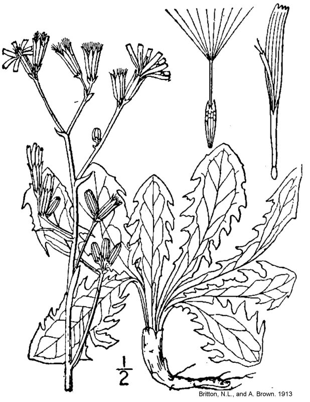 Chondrilla juncea L. - rush skeletonweed USDA-NRCS PLANTS Database / Britton, N.L., and A. Brown. 1913. An illustrated flora of the northern United States, Canada and the British Possessions. Vol. 3: 314.