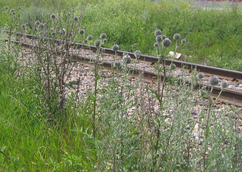 E. sphaerocephalus in Calgary, photo: Dave Hayman, Calgary, July 2010