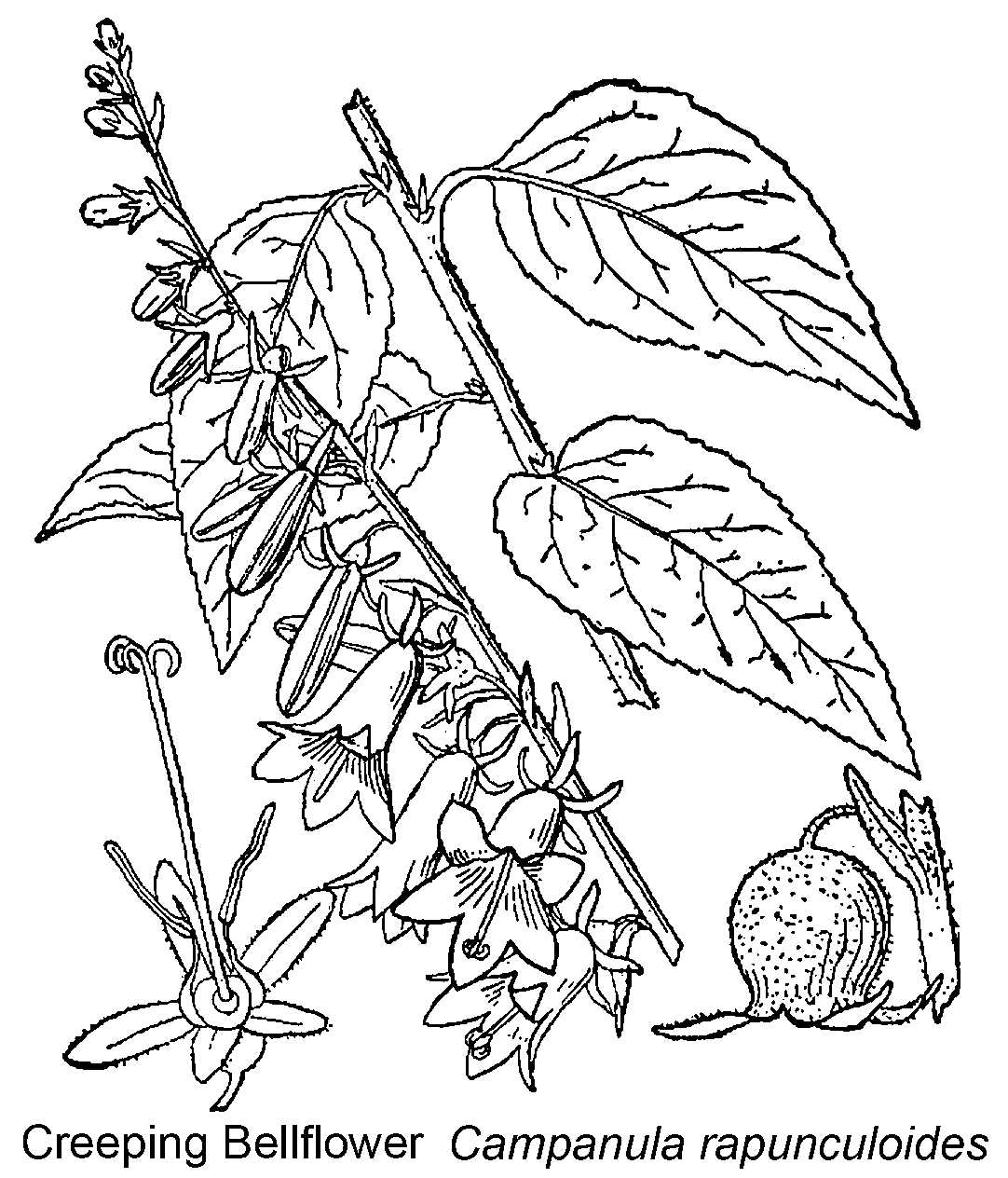 Briutton and Brown (1913)
