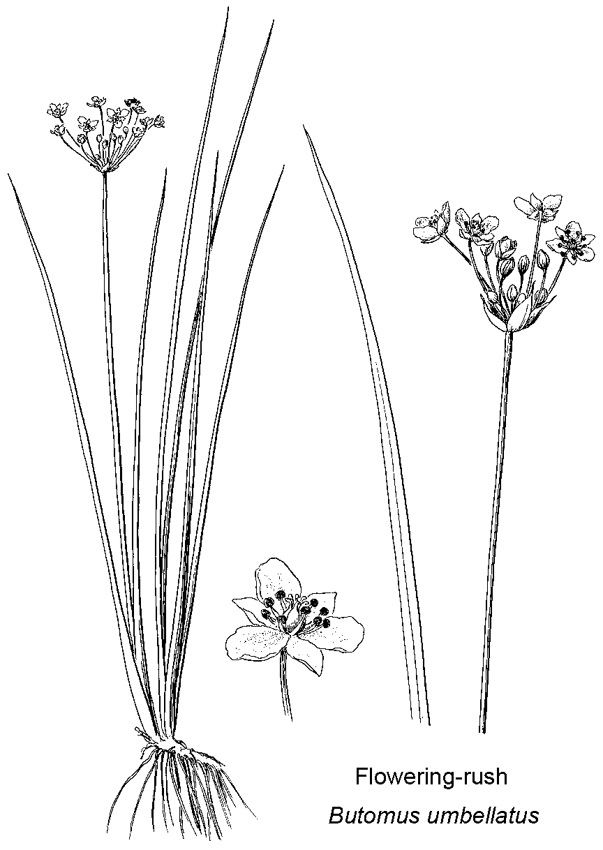 Briutton and Brown (1913)