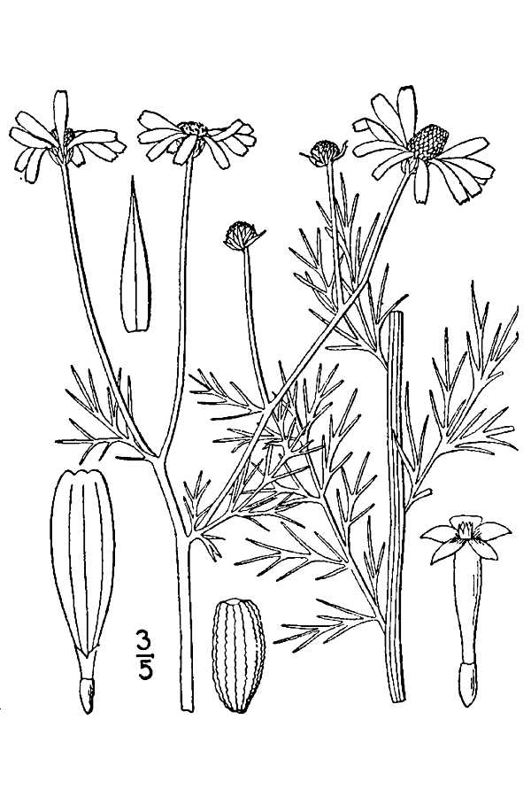  Anthemis cotula L. - stinking chamomile     Britton, N.L., and A. Brown. 1913. An illustrated flora of the northern United States, Canada and the British Possessions. Vol. 3: 516. Courtesy of Kentucky Native Plant Society