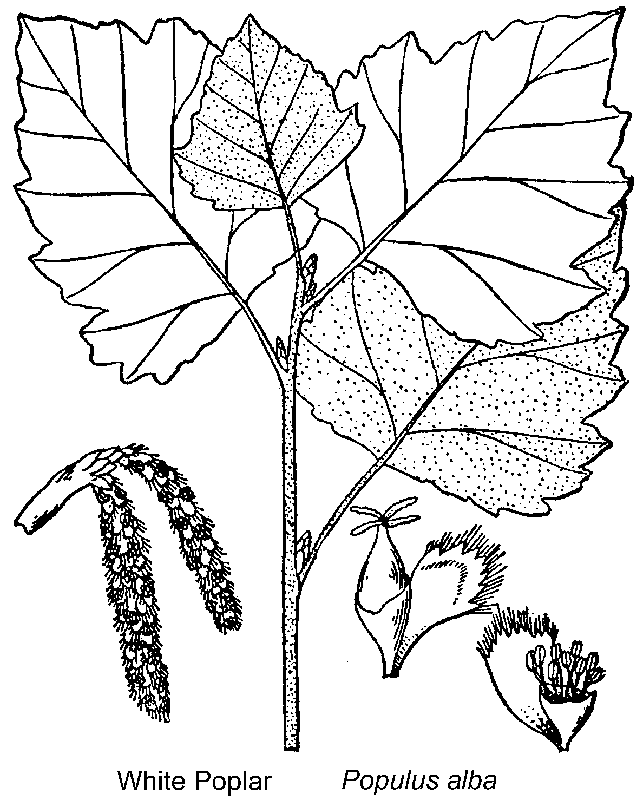 Briutton and Brown (1913)