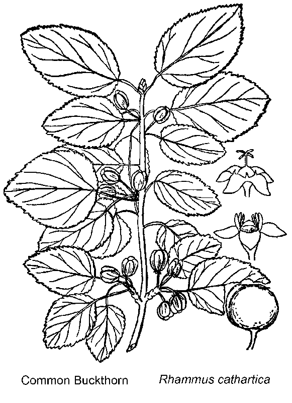  Briutton and Brown (1913)