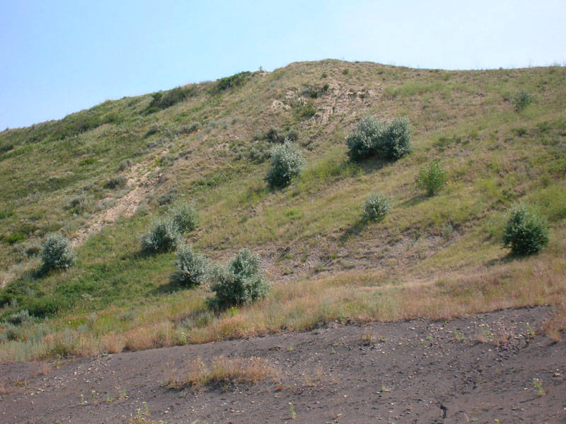 Russian Olive naturalized on a dry hillside, C.M.Pearce