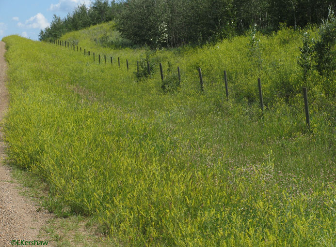 Sweetclovers spread from roadsides into adjacent vegetation