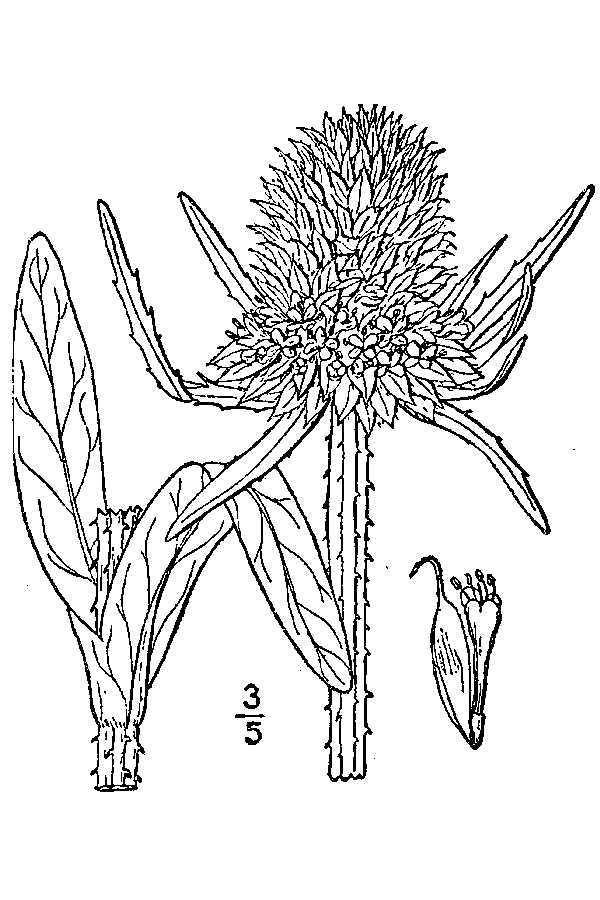 Britton, N.L., and A. Brown. 1913. An illustrated flora of the northern United States, Canada and the British Possessions. Vol. 3: 289. Courtesy of Kentucky Native Plant Society.