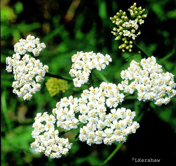Flowers from above