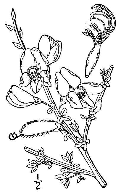 Cytisus scoparius (L.) Link - Scotch broom Britton, N.L., and A. Brown. 1913. An illustrated flora of the northern United States, Canada and the British Possessions. Vol. 2: 350. Courtesy of Kentucky Native Plant Society.