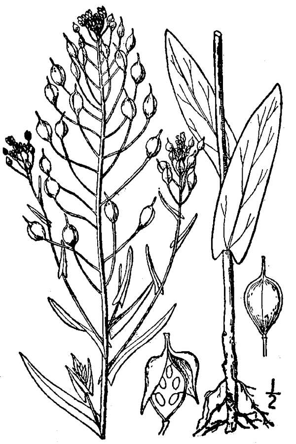 Camelina sativa (L.) Crantz Britton, N.L., and A. Brown. 1913. An illustrated flora of the northern United States, Canada and the British Possessions. Vol. 2: 157. Courtesy of Kentucky Native Plant Society.