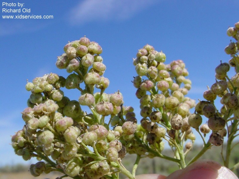 Cardaria pubescens, photo from XID Services 