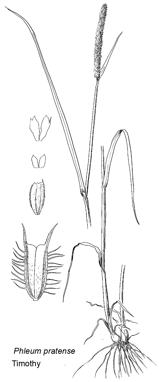 from Vascular Plants of the Pacific Northwest