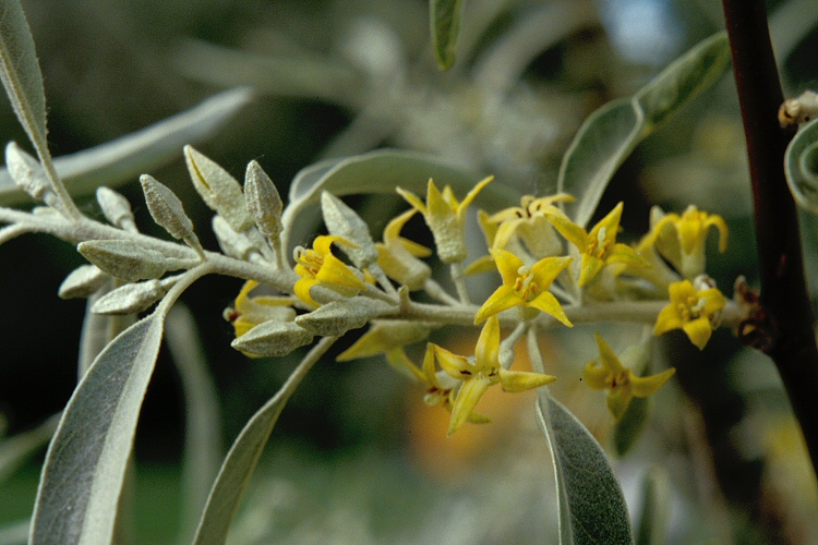 In flower, C.M.Pearce