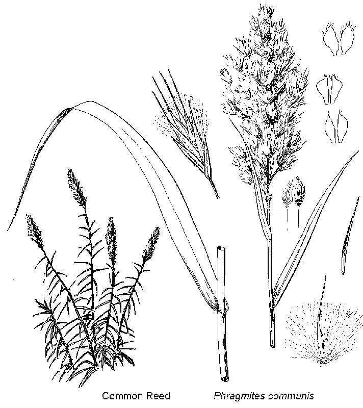  Briutton and Brown (1913)