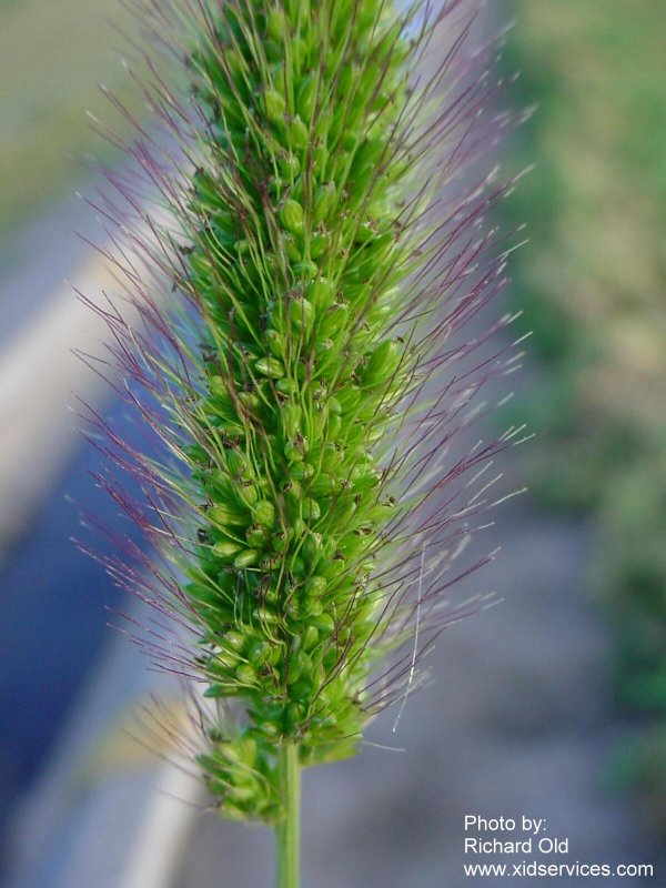 Setaviri XID Setaria viridis7.JPG