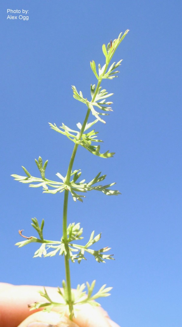 Carum carvi - RoguesGallery